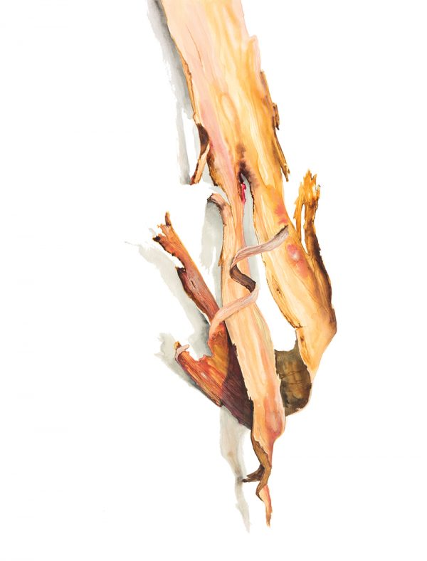 watercolour painting of a piece of bark by artist Tina Wilson