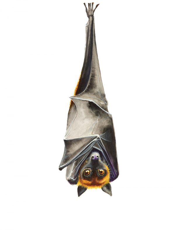 Watercolour painting of a bat hanging upside down by artist Tina Wilson