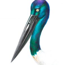 Watercolour painting of a black-necked stork by artist Tina Wilson