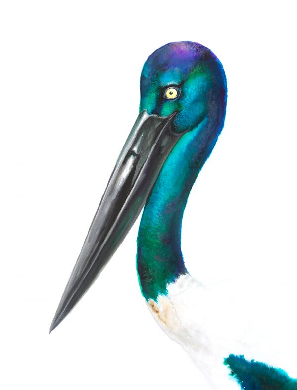 Watercolour painting of a black-necked stork by artist Tina Wilson