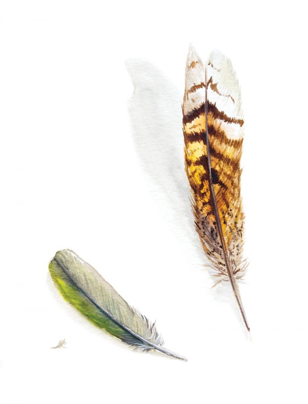 Watercolour painting of bird feathers by artist Tina Wilson