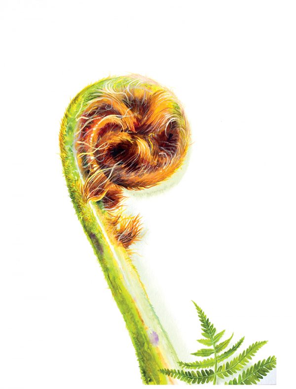 Watercolour painting of a fern frond unfurling by artist Tina Wilson