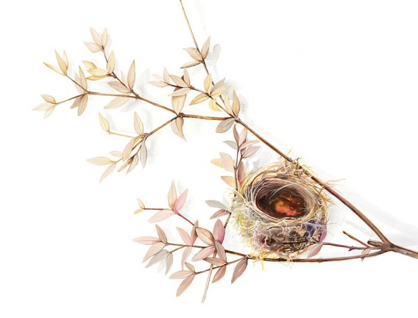 Watercolour painting of an empty bird's nest by artist Tina Wilson