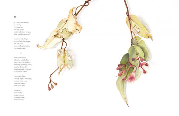 Watercolour illustration by Tina Wilson of Eucalyptus leaves and blossoms