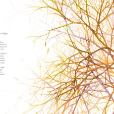Loves Clear Light - a poem by Nicholas Bennett, with illustration of a tumbleweed by Tina Wilson