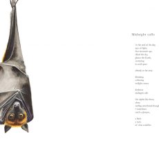 Bat illustration by Tina Wilson for the poem Midnight Calls by Nicholas Bennett