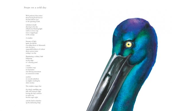 Watercolour illustration of a black necked stork by artist Tina Wilson