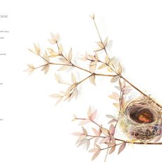Watercolour illustration of an empty birds nest by artist Tina Wilson